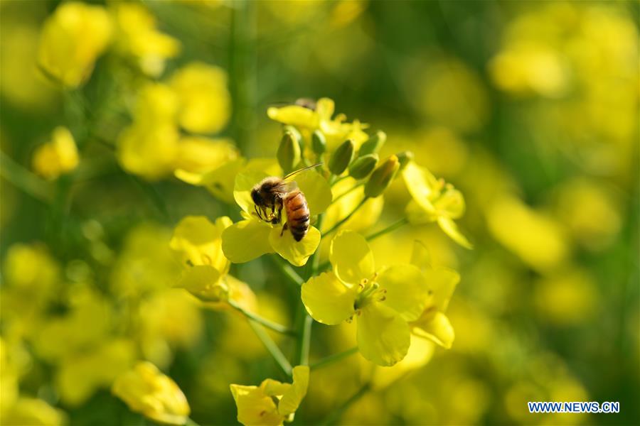 #CHINA-YUNNAN-LUOPING-COLE FLOWER(CN)