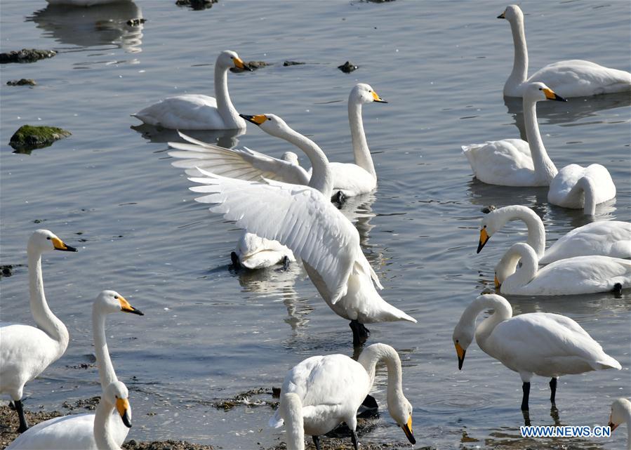 CHINA-SHANDONG-RONGCHENG-WINTER-SWAN (CN)