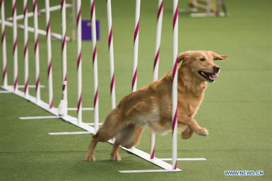 U.S.-NEW YORK-DOG-AGILITY COMPETITION 