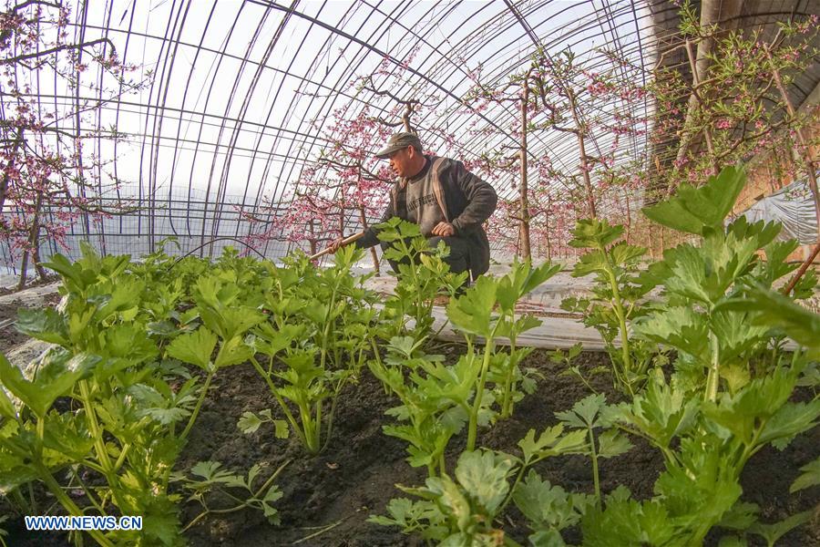 #CHINA-FARM WORK (CN)