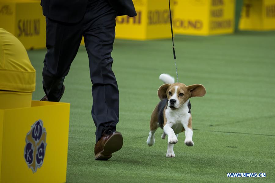 U.S-NEW YORK-DOG SHOW