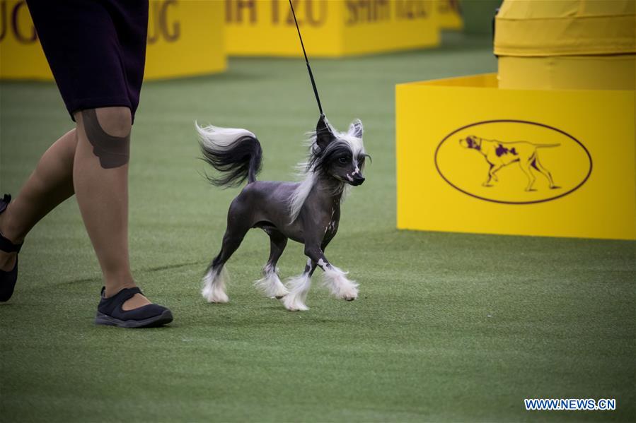 U.S-NEW YORK-DOG SHOW