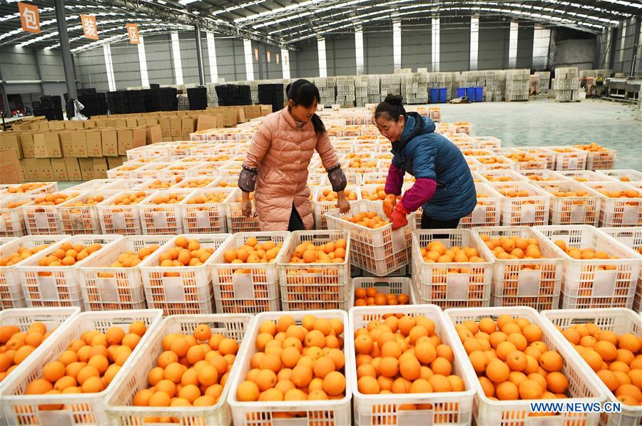 CHINA-CHONGQING-FENGJIE-NAVEL ORANGE (CN)