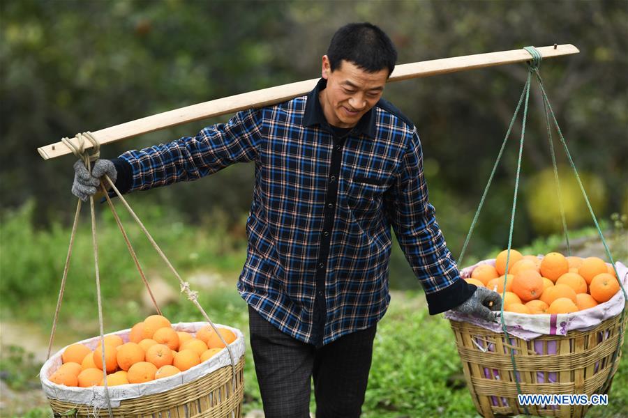 CHINA-CHONGQING-FENGJIE-NAVEL ORANGE (CN)