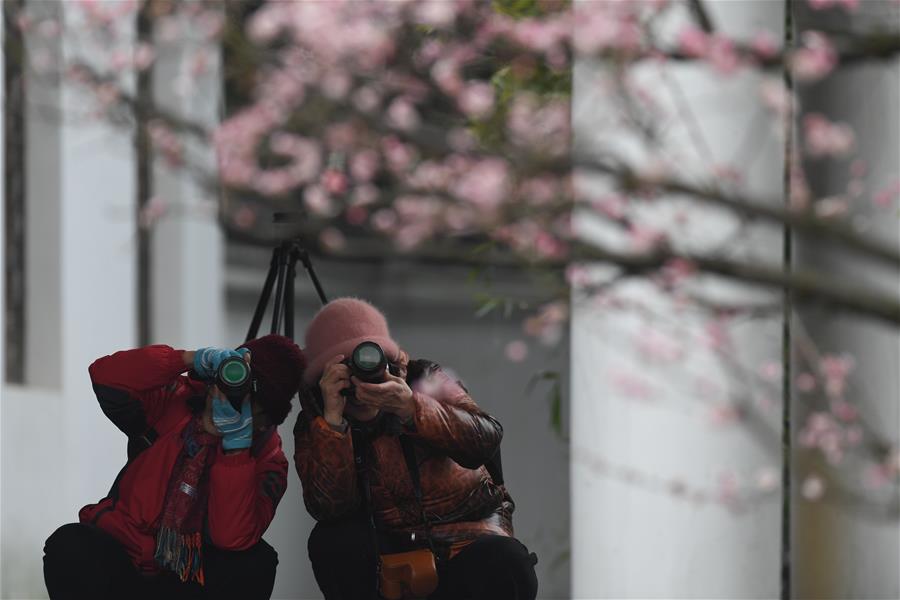 CHINA-HEFEI-PLUM BLOSSOM (CN)