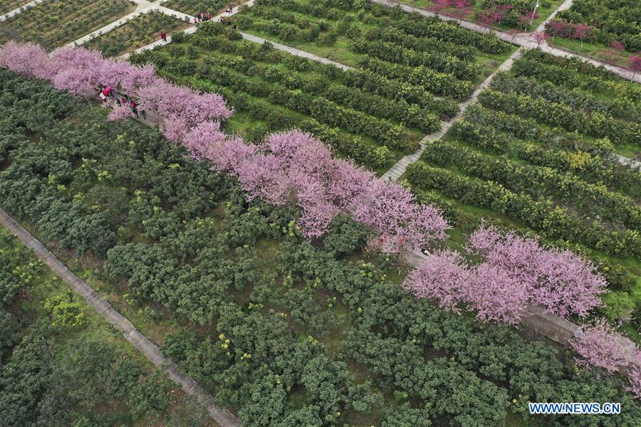 #CHINA-CHONGQING-CHERRY BLOSSOM (CN)