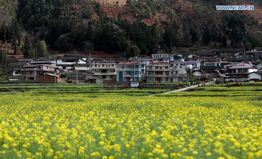 CHINA-SICHUAN-MIYI COUNTY-COLE FLOWERS (CN)