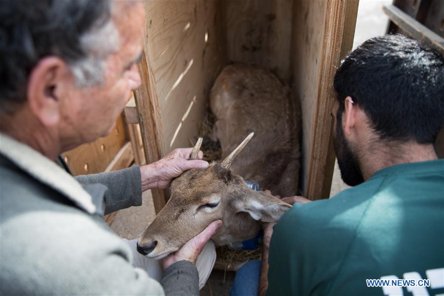 MIDEAST-JERUSALEM-PERSIAN FALLOW DEER-RELEASE