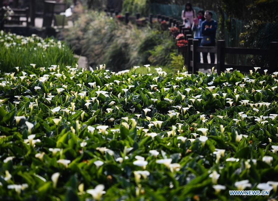 CHINA-TAIPEI-YANGMING MOUNTAIN-SCENERY(CN)