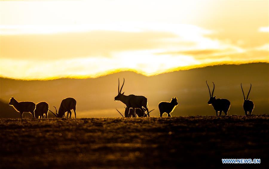 XINHUA PHOTOS OF THE DAY