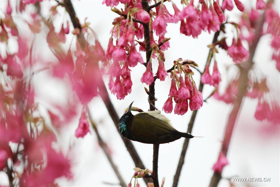 #CHINA-SPRING-SCENERY-BIRDS AND FLOWERS (CN)