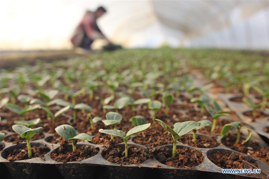 #CHINA-SPRING-FARM WORK (CN)