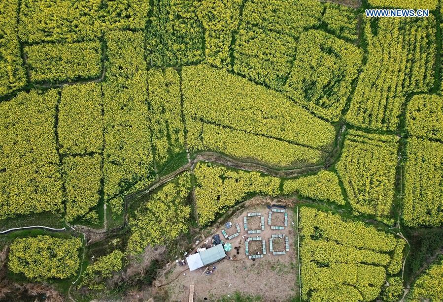 CHINA-GUIZHOU-LIPING-HONEY-BEE-FARMING (CN)