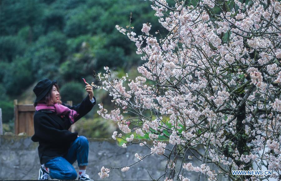 CHINA-JIANDE-CHERRY BLOSSOM (CN)