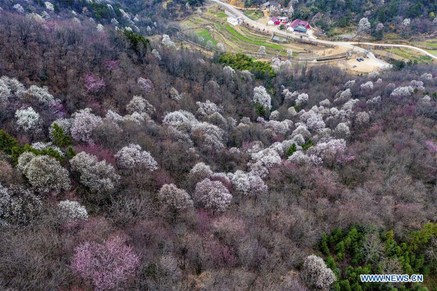 #CHINA-EARLY SPRING-FLOWERS (CN)