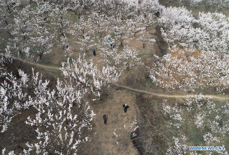 CHINA-SHAANXI-SPRING-FLOWERS (CN)