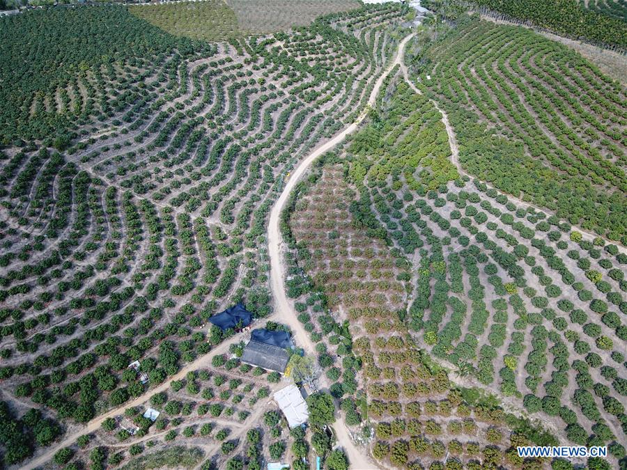 CHINA-SANYA-MANGO INDUSTRY(CN)