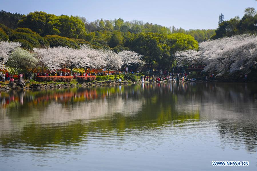 CHINA-CHANGSHA-CHERRY BLOSSOMS (CN)