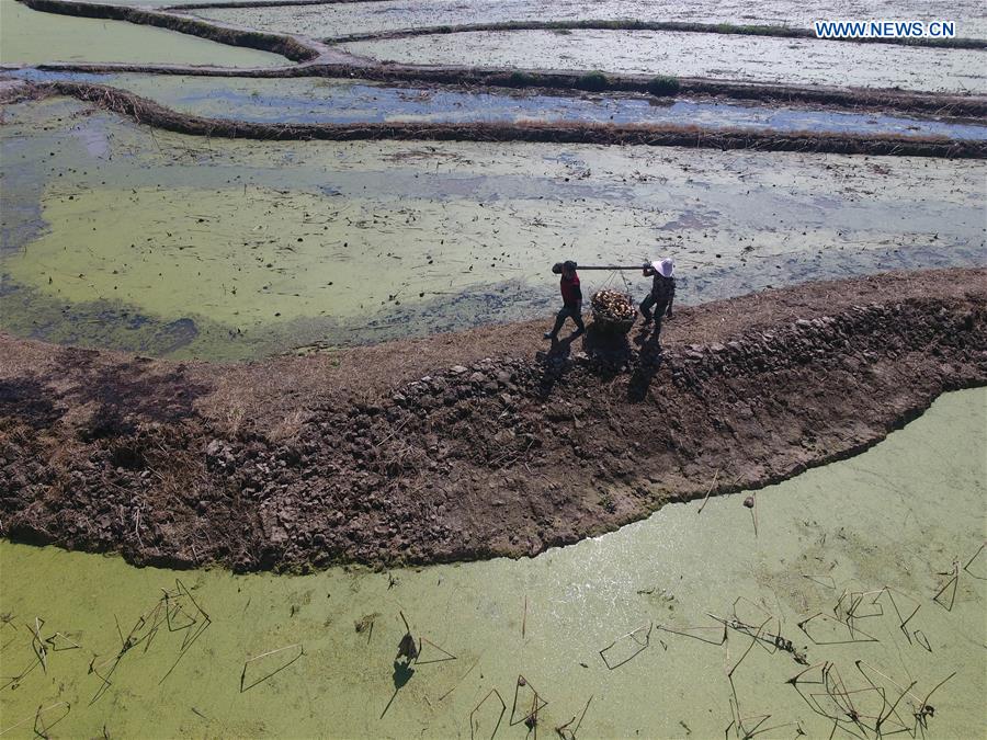 #CHINA-HUNAN-XIANGXI-FARM WORK-LOTUS ROOTS (CN)