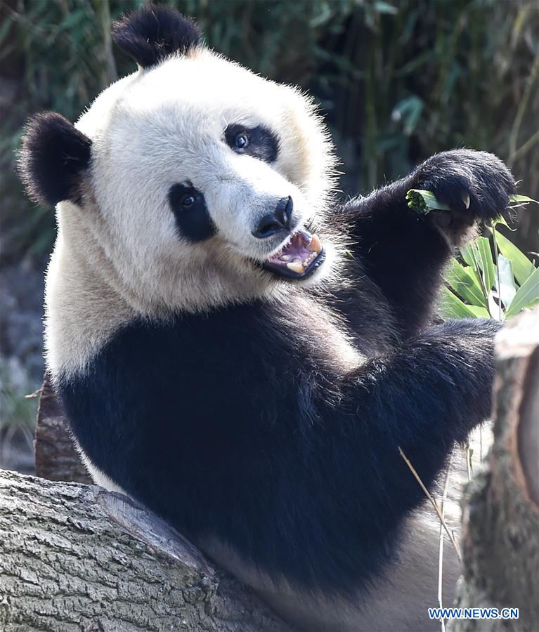 DENMARK-COPENHAGEN-CHINA-PANDA HOUSE-OPEN