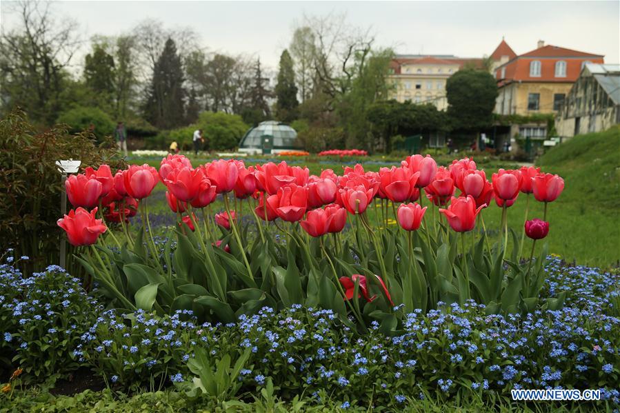 CROATIA-ZAGREB-SPRING-FLOWERS