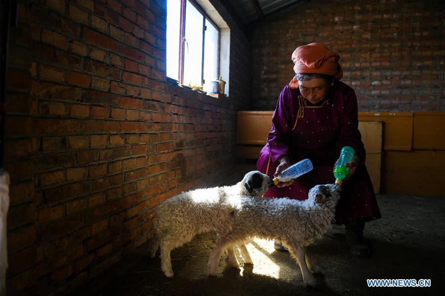 CHINA-INNER MONGOLIA-HULUN BUIR-LAMB (CN)