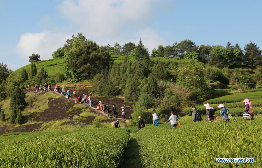 #CHINA-FUJIAN-GUYU-TEA MAKING (CN)