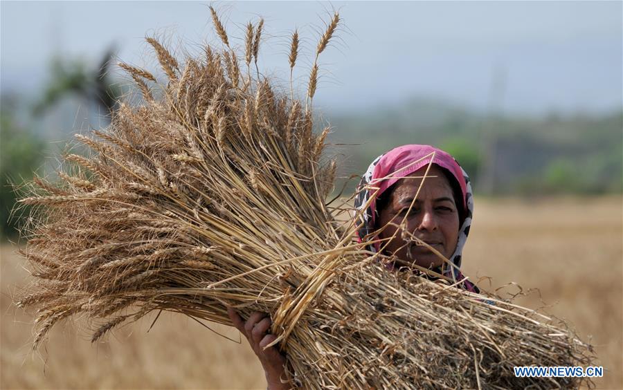 KASHMIR-JAMMU-WHEAT HARVEST