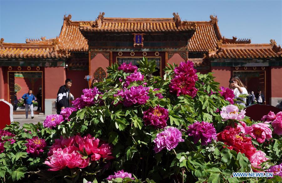 CHINA-BEIJING-PEONY FLOWER (CN)