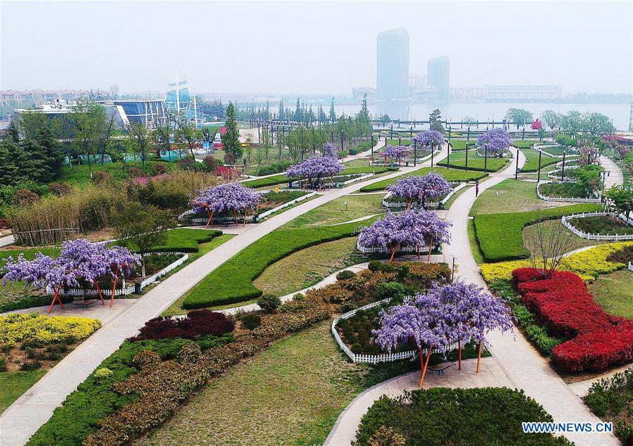 #CHINA-SHANDONG-WISTARIA-SCENERY (CN)