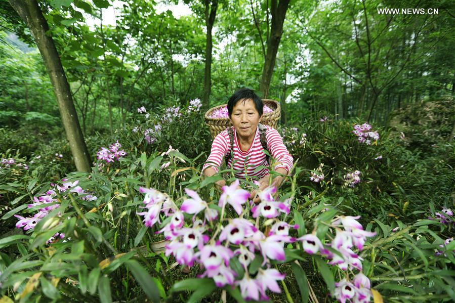 #CHINA-GUIZHOU-CHISHUI-DENDROBIUM NOBLE (CN)