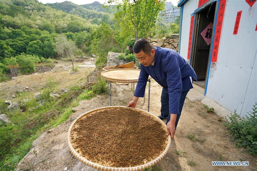 CHINA-HEBEI-LINCHENG-TEA PLANTING (CN)