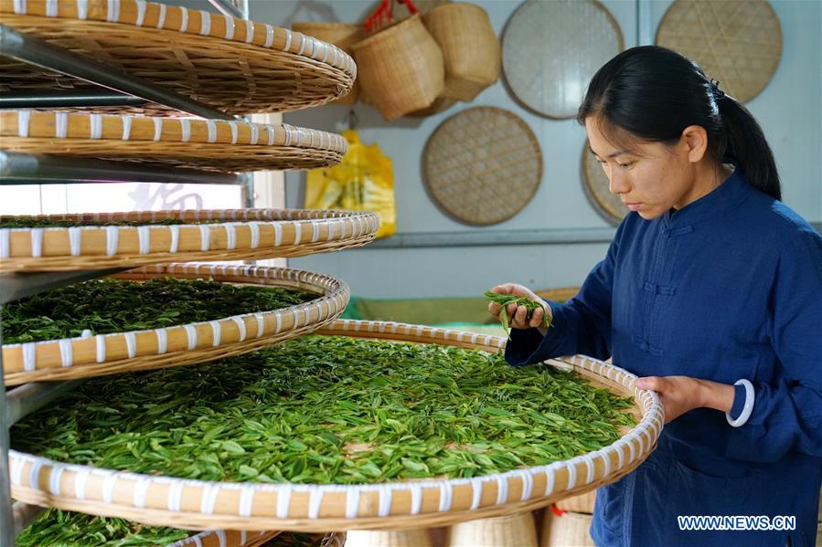 CHINA-HEBEI-LINCHENG-TEA PLANTING (CN)