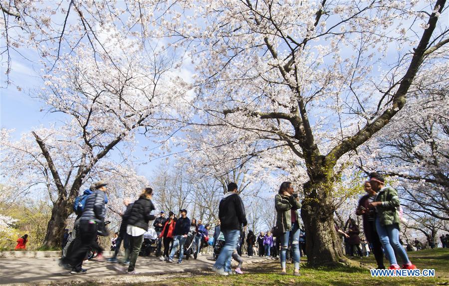 CANADA-TORONTO-CHERRY BLOSSOMS