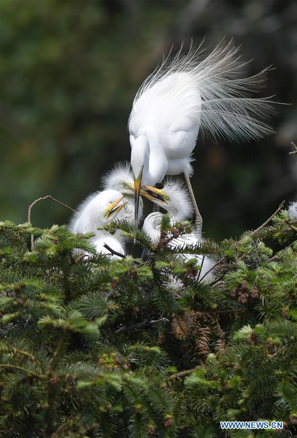 CHINA-JIANGXI-NANCHANG-EGRET (CN)