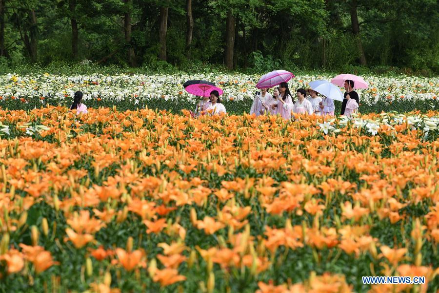 CHINA-GUIZHOU-TAIJIANG-LILY FLOWERS (CN)