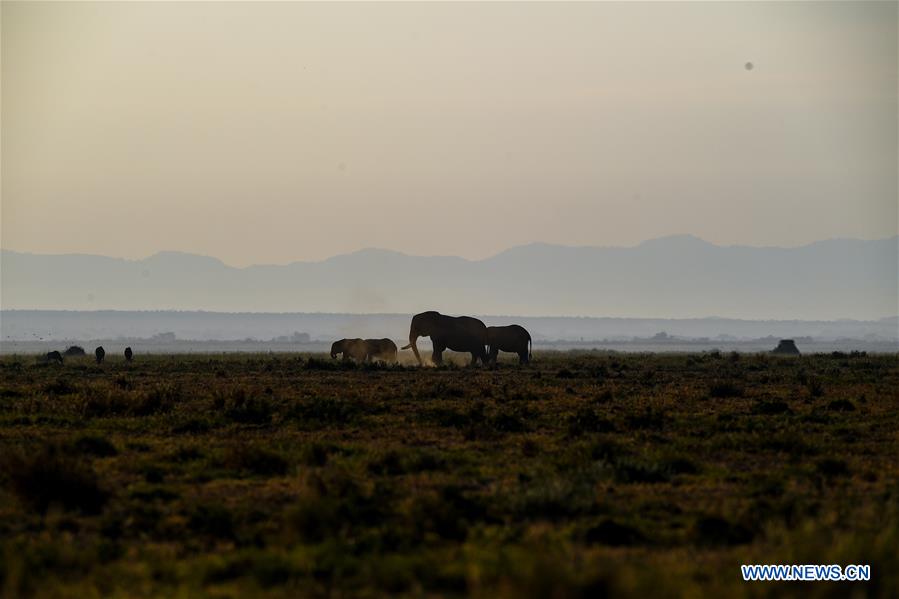 KENYA-AMBOSELI NATIONAL PARK-ANIMAL