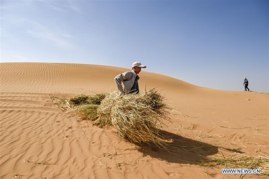 CHINA-NINGXIA-ZHONGWEI-DESERT CONTROL(CN)