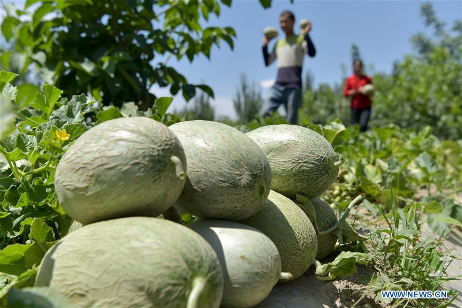 CHINA-XINJIANG-BACHU-MELONS (CN)