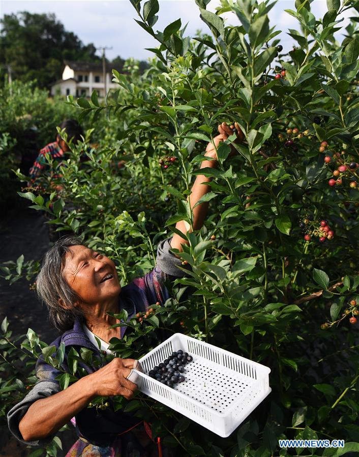 CHINA-CHONGQING-NANCHUAN-BLUEBERRY-RURAL DEVELOPMENT (CN)