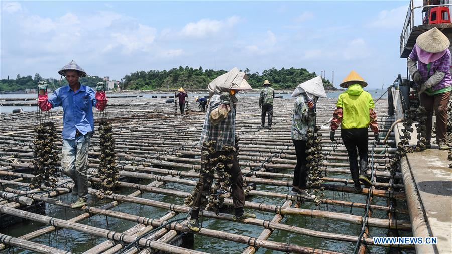 CHINA-GUANGXI-QINZHOU-OYSTERS-CULTIVATION (CN)