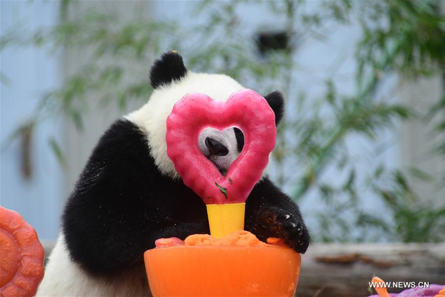 CHINA-SICHUAN-GIANT PANDA-BIRTHDAY PARTY (CN)