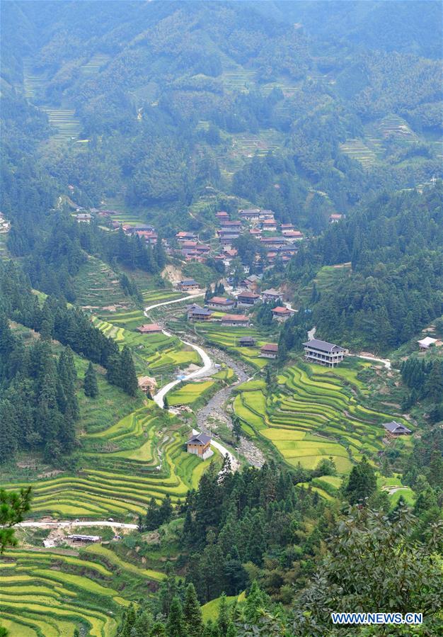 CHINA-GUANGXI-PADDY RICE-HARVEST (CN)