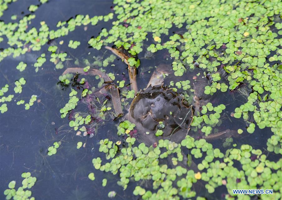 CHINA-ZHEJIANG-HUZHOU-CRAB (CN)