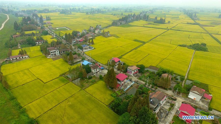 CHINA-HUNAN-NANXIAN-PADDY FIELD (CN)