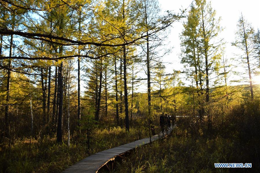 CHINA-INNER MONGOLIA-WETLAND PARK-AUTUMN SCENERY (CN)