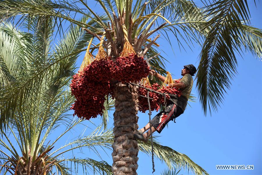 MIDEAST-GAZA-DATES-HARVEST