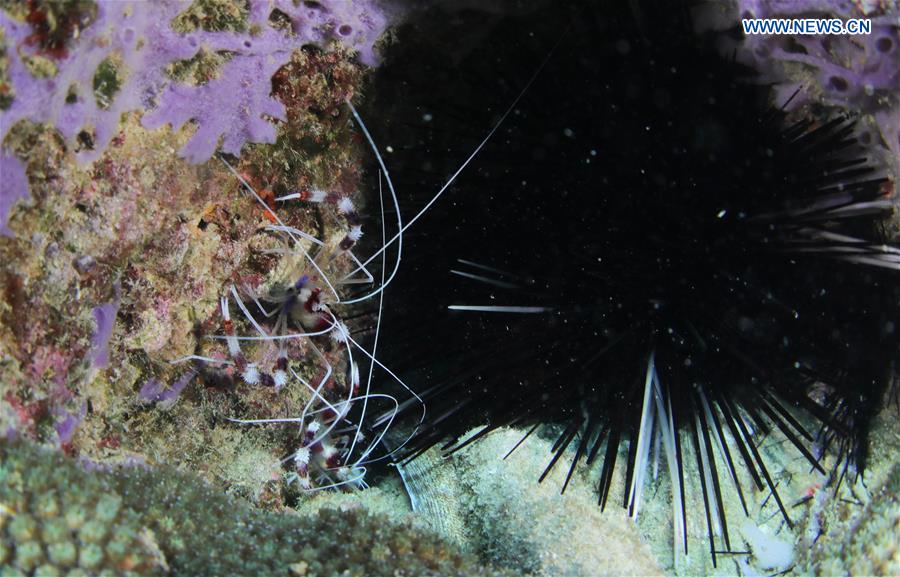 CHINA-HAINAN-LINGSHUI-CORAL REEF (CN)