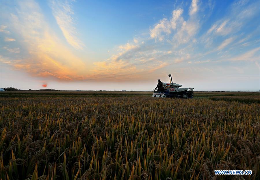 CHINA-HEBEI-TANGSHAN-RICE-HARVEST (CN)