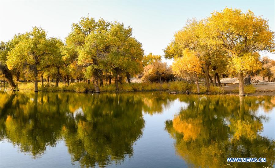 CHINA-INNER MONGOLIA-POPULUS EUPHRATICA-SCENERY (CN)